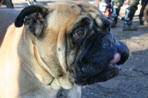 Licking her lips in anticipation of all that food!
